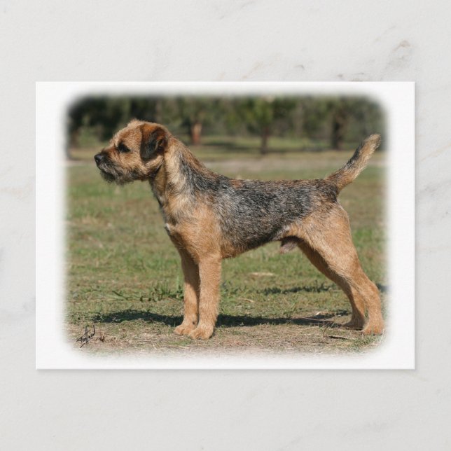 Cartão Postal Borda Terrier 9Y325D-033 (Frente)