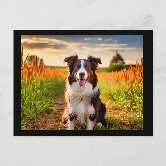 Cartão Postal Border Collie  (Frente)