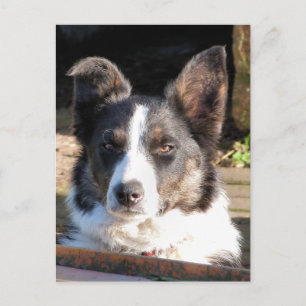 CARTÃO POSTAL BORDER COLLIE