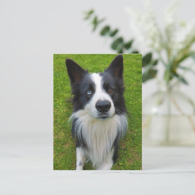 Cartão Postal Border Collie (Em pé/Frente)