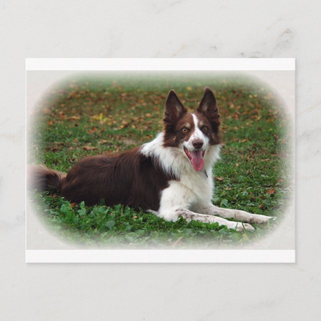 Cartão Postal Border Collie (Frente)