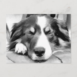 CARTÃO POSTAL BORDER COLLIE