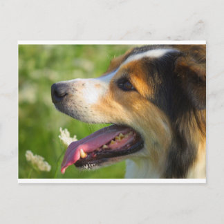 Cartão Postal Border Collie