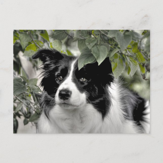 Cartão Postal Border Collie Alerta em Bosques Verdes (Frente)