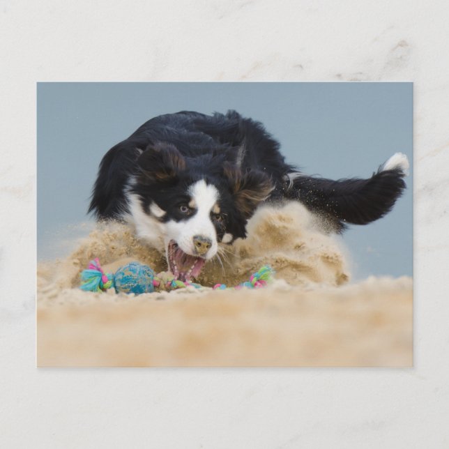 Cartão Postal Border Collie auf Balljagd (Frente)