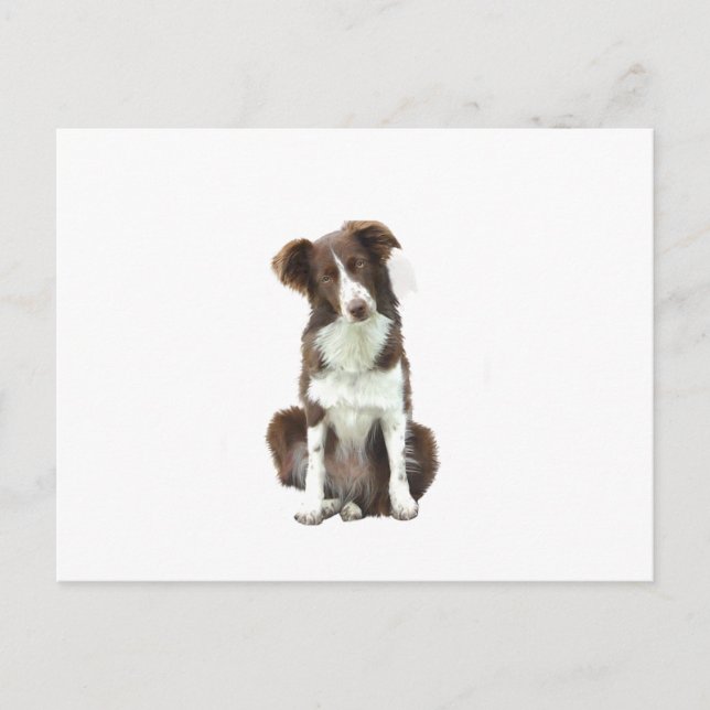 Cartão Postal Border Collie (B) - marrom e branco (Frente)