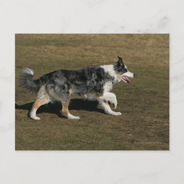 Cartão Postal Border Collie Correndo 1 (Frente)