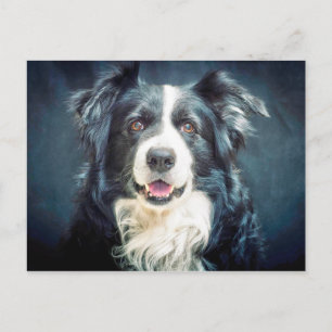 Cartão Postal Border Collie Dog Portrait