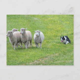 Cartão Postal Border Collie e Ewes