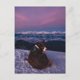 Cartão Postal Border Collie no Pico da Montanha Nevada ao Pôr do