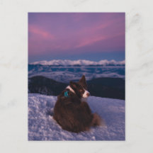 Border Collie on Snowy Mountain Peak at Sunset