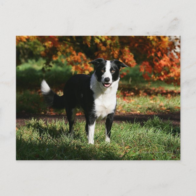 Cartão Postal Border Collie Outono Em Pé (Frente)