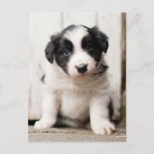 Cartão Postal Border Collie Puppy