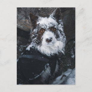 Cartão Postal Border Collie Vermelho de Rosto Nevado em Jaqueta