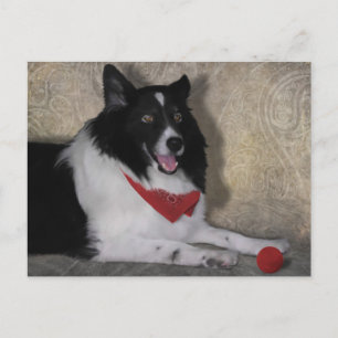 Cartão Postal Border Collie "Wylie"