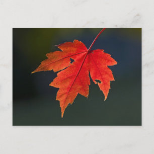 Cartão Postal Bordo Acer rubrum) folha vermelha no outono,