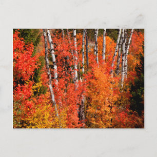 Cartão Postal Bordo Vermelho (Acer Rubra) E Álamo