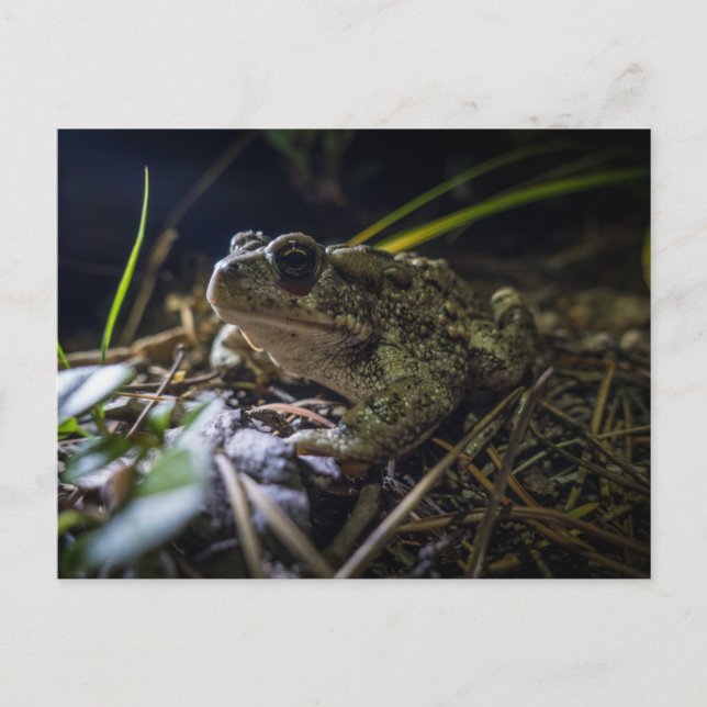 Cartão Postal Boreal (Frente)