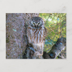 Cartão Postal Boreal Owl Closeup Foto