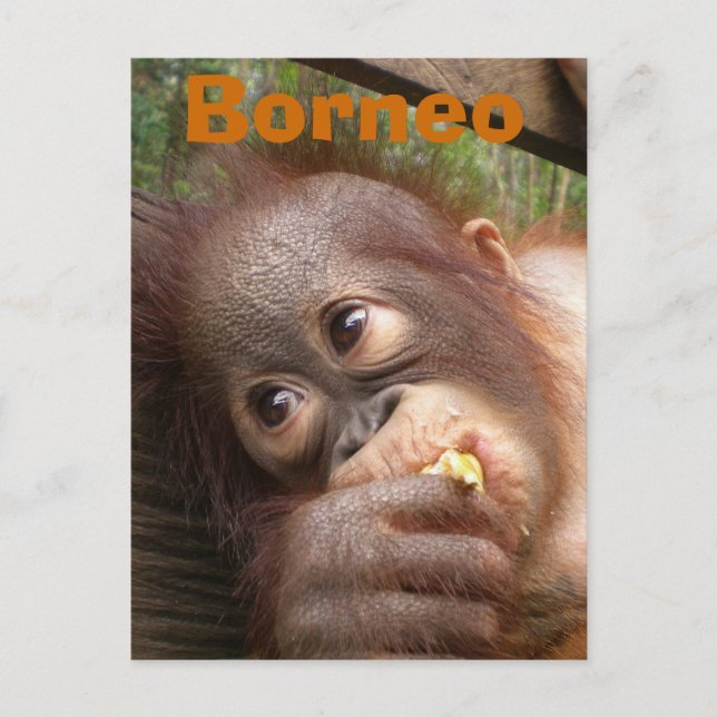 Cartão Postal Borneo Baby Orangutan (Frente)
