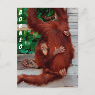 Cartão Postal Borneo orangutan