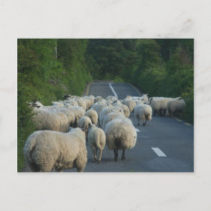 Cartão Postal Borregos de ovelhas
