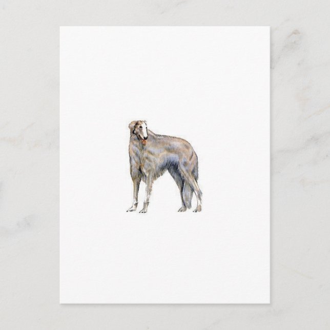 Cartão Postal Borzoi (Frente)