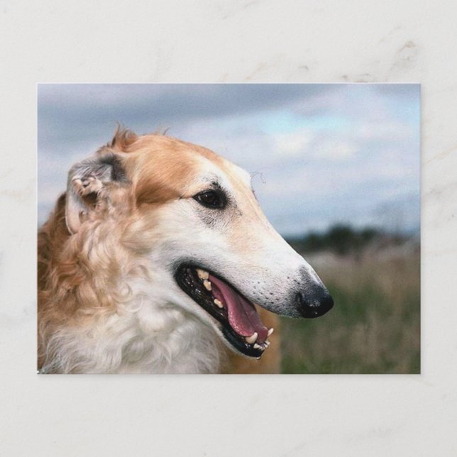 Cartão Postal Borzoi (Frente)