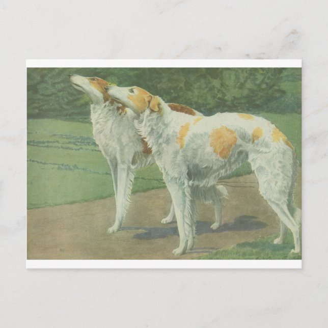 Cartão Postal Borzoi (Wolfhound russo) (Frente)