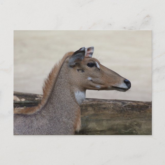 Cartão Postal Boselaphus tragocamelus (Frente)