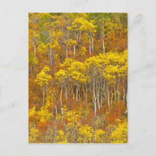 Cartão Postal Bosque de álamo temblón en el pico de color otoñal