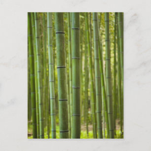 Cartão Postal Bosque de árvores de bambu na floresta, Arashiyama