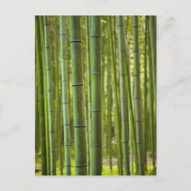 Cartão Postal Bosque de árvores de bambu na floresta, Arashiyama (Frente)