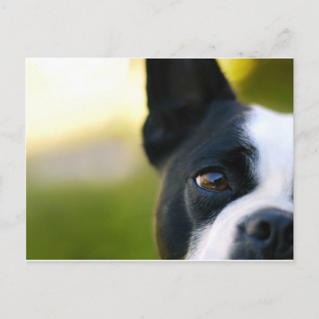 Cartão Postal Boston Terrier (Frente)