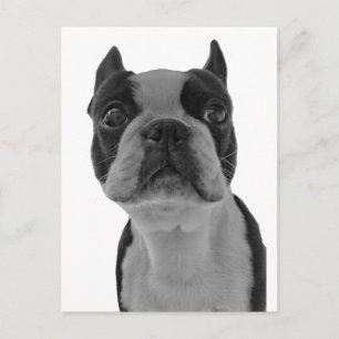 Cartão Postal Boston terrier