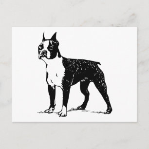 Cartão Postal boston terrier