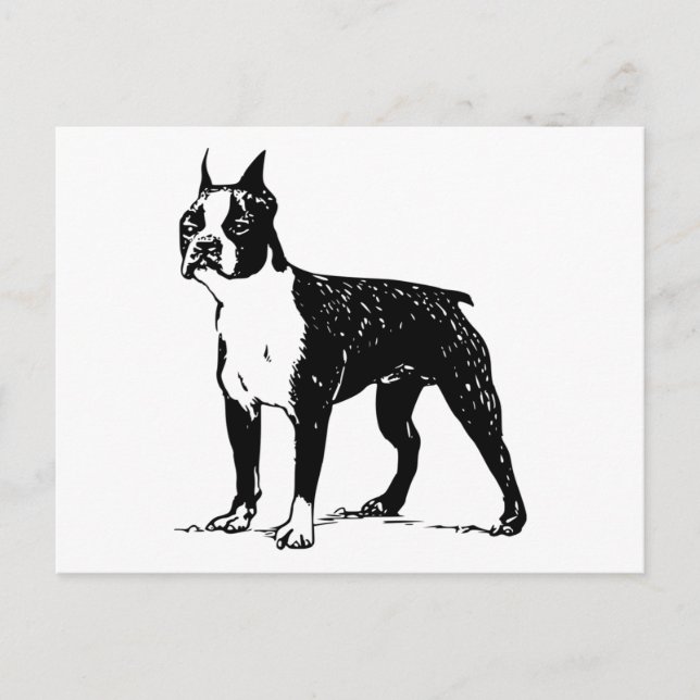 Cartão Postal boston terrier (Frente)