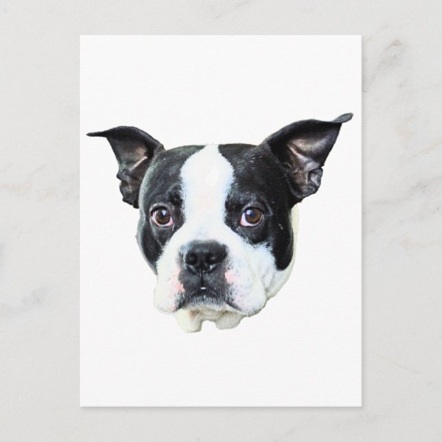Cartão Postal Boston Terrier (Frente)