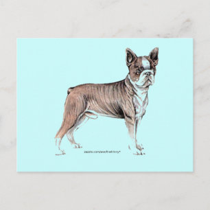 Cartão Postal Boston Terrier