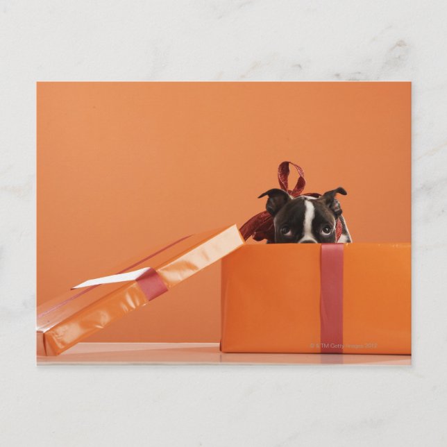 Cartão Postal Boston terrier cachorrinho (Frente)