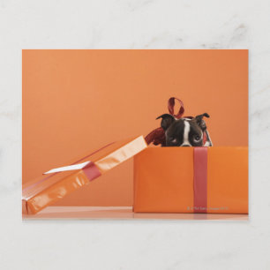 Cartão Postal Boston terrier cachorrinho