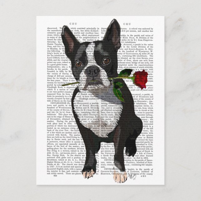 Cartão Postal Boston Terrier com Rosa em Boca (Frente)