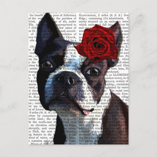 Cartão Postal Boston Terrier com Rosa na cabeça (Frente)