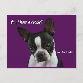 Cartão Postal Boston Terrier: Cookie, por favor?