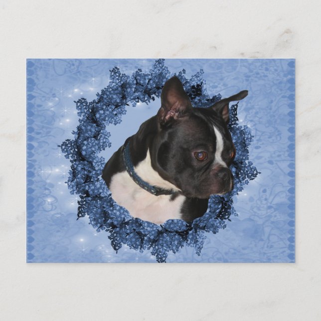 Cartão Postal Boston Terrier Dog (Frente)