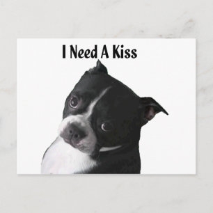 Cartão Postal Boston Terrier: Preciso de um Beijo