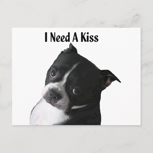 Cartão Postal Boston Terrier:  Preciso de um Beijo (Frente)