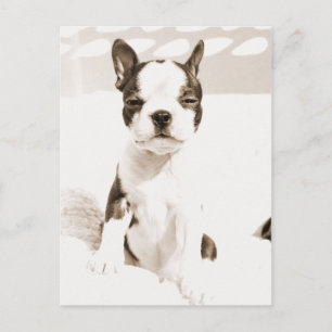 Cartão Postal Boston Terrier Puppy 2