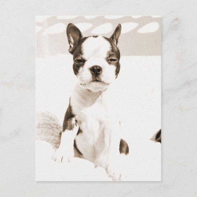 Cartão Postal Boston Terrier Puppy 2 (Frente)