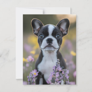 Cartão Postal Boston Terrier Puppy Lupine